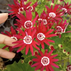 Red Senetti Cineraria Live Plant – 6 Inch Pot – Vibrant Flowers – Indoor/Outdoor - Image 1