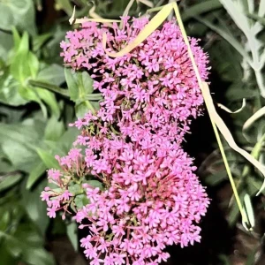 Red Valerian Live Plant - Centranthus Ruber Bare Root, 1 Pack, Outdoor, Pink Purple Red Flowers - Image 1