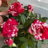 Red-White Mini Rose Starter Live Plant – 3-6 inches Tall – Potted - Image 1