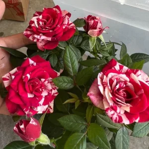 Red-White Mini Rose Starter Live Plant – 3-6 inches Tall – Potted - Image 1