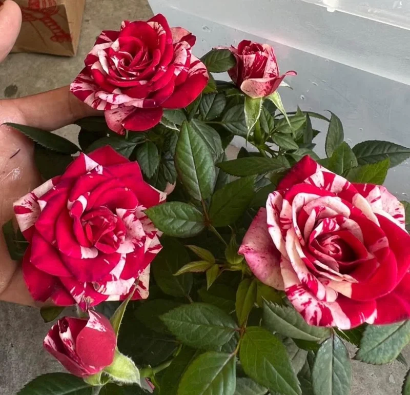 Red-White Mini Rose Starter Live Plant – 3-6 inches Tall – Potted - Image 1