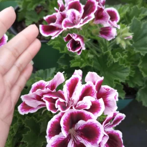 Regal Geranium Live Plant – 1 Gallon Pot – Vibrant Flowering Outdoor Plant - Image 7