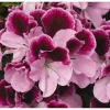 Regal Geranium Purple Majesty Live Plant – 6-inch Pot – Purple Flowers – Indoor/Outdoor - Image 1