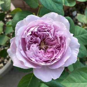Repartil Lavender Rose Live Plant - Fragrant, 1 Gallon, Repeat Blooming - Image 1