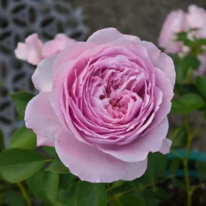 Repartil Lavender Rose Live Plant - Fragrant, 1 Gallon, Repeat Blooming - Image 2