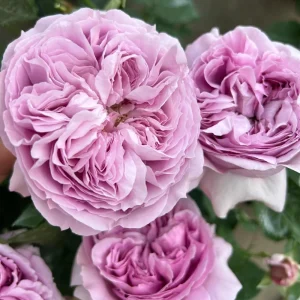 Repartil Lavender Rose Live Plant - Fragrant, 1 Gallon, Repeat Blooming - Image 5