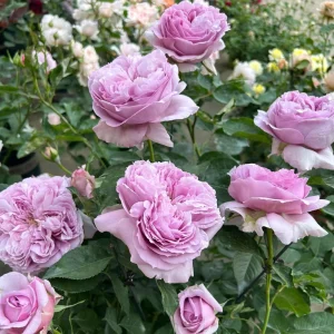 Repartil Lavender Rose Live Plant - Fragrant, 1 Gallon, Repeat Blooming - Image 6