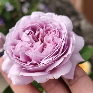 Repartil Lavender Rose Live Plant - Fragrant, 1 Gallon, Repeat Blooming - Image 7
