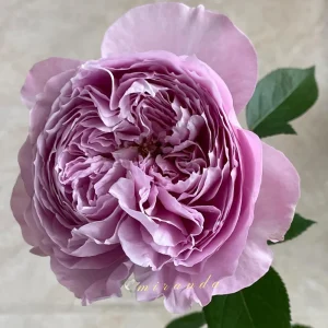 Repartil Lavender Rose Live Plant - Fragrant, Repeat Blooming, 1 Gallon, Outdoor - Image 3