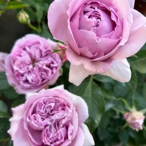 Repartil Lavender Rose Live Plant - Fragrant, Repeat Blooming, 1 Gallon, Outdoor - Image 4