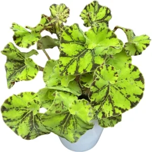 Rex Begonia Live Plant - Green Yellow Bicolor Begonia - 4
