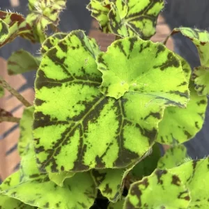 Rex Begonia Live Plant - Green Yellow Bicolor Begonia - 4