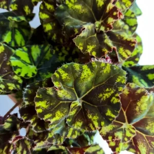 Rex Begonia Live Plant - Green Yellow Bicolor Begonia - 4