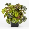 Rex Begonia Live Plant - Green Yellow Bicolor Begonia - 4" Pot Indoor - Image 1