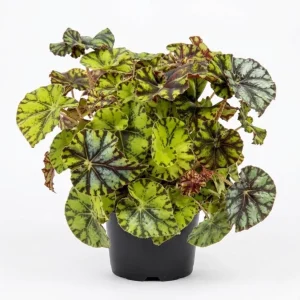 Rex Begonia Live Plant - Green Yellow Bicolor Begonia - 4