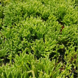 Rhipsalis Cereuscula Live Plant - Coral Cactus Succulent in 2-inch Pot - Image 10
