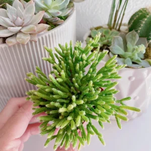 Rhipsalis Cereuscula Live Plant - Coral Cactus Succulent in 2-inch Pot - Image 7