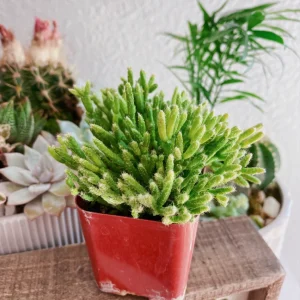 Rhipsalis Cereuscula Live Plant - Coral Cactus Succulent in 2-inch Pot - Image 8