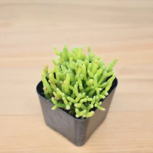 Rhipsalis Cereuscula Live Plant - Coral Cactus Succulent in 2-inch Pot - Image 9