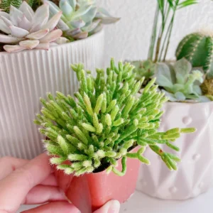 Rhipsalis Cereuscula Live Plant - Coral Cactus Succulent in 2-inch Pot - Image 1
