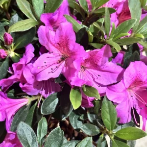 Rhododendron Azalea Formosa Lavender 3 Live 6-inch Cuttings - Purple Flower Plant Bush for Indoor & Outdoor - Image 2