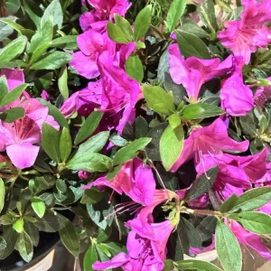 Rhododendron Azalea Formosa Lavender 3 Live 6-inch Cuttings - Purple Flower Plant Bush for Indoor & Outdoor - Image 3