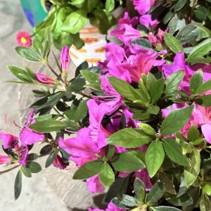 Rhododendron Azalea Formosa Lavender 3 Live 6-inch Cuttings - Purple Flower Plant Bush for Indoor & Outdoor - Image 4