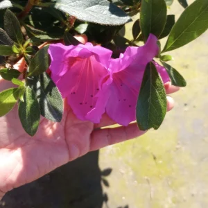 Rhododendron Live Plant – 1 Gallon Pot – Outdoor Bush for Garden - Image 2