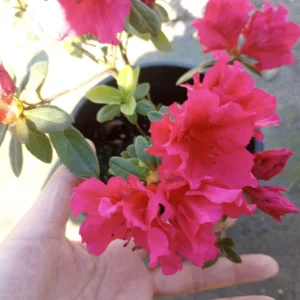 Rhododendron Live Plant – 1 Gallon Pot – Outdoor Bush & Shrub - Image 1