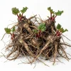 Rhubarb Bare Roots - 5 Pack Raspberry-Red Stalks, Perennial Vegetable Live Plant, 5-7 Inch Long - Image 1