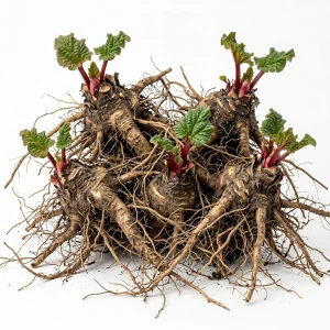 Rhubarb Bare Roots - 5 Pack Raspberry-Red Stalks, Perennial Vegetable Live Plant, 5-7 Inch Long - Image 1