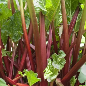 Rhubarb Bare Roots - 5 Pack Raspberry-Red Stalks, Perennial Vegetable Live Plant, 5-7 Inch Long - Image 3