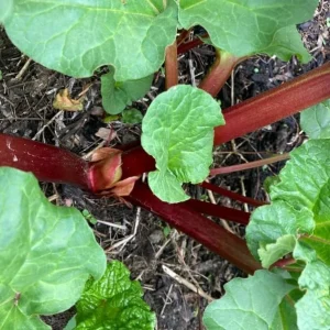 Rhubarb Bare Roots - 5 Pack Raspberry-Red Stalks, Perennial Vegetable Live Plant, 5-7 Inch Long - Image 6