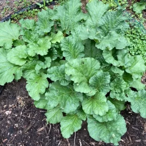 Rhubarb Crowns for Planting - 5 Large Heirloom Plants with Raspberry-Red Stalks, 5-7 Inch Roots - Image 1