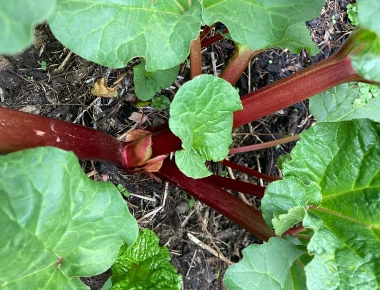Rhubarb Crowns for Planting - 5 Large Heirloom Plants with Raspberry-Red Stalks, 5-7 Inch Roots - Image 2