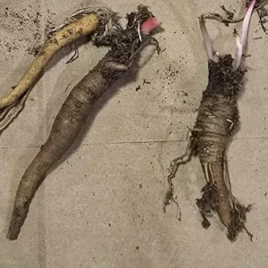 Rhubarb Crowns for Planting - 5 Large Heirloom Plants with Raspberry-Red Stalks, 5-7 Inch Roots - Image 3