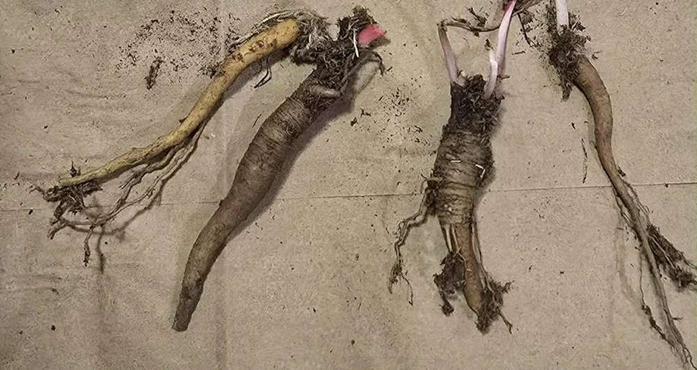 Rhubarb Crowns for Planting - 5 Large Heirloom Plants with Raspberry-Red Stalks, 5-7 Inch Roots - Image 3
