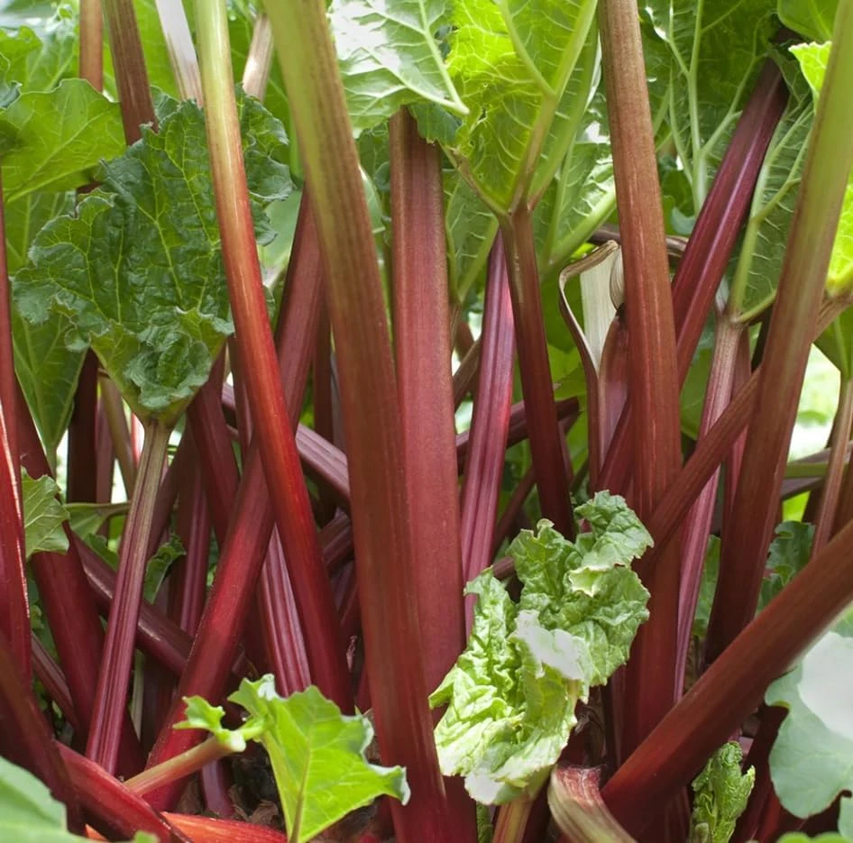 Rhubarb Crowns for Planting - 5 Large Heirloom Plants with Raspberry-Red Stalks, 5-7 Inch Roots - Image 4
