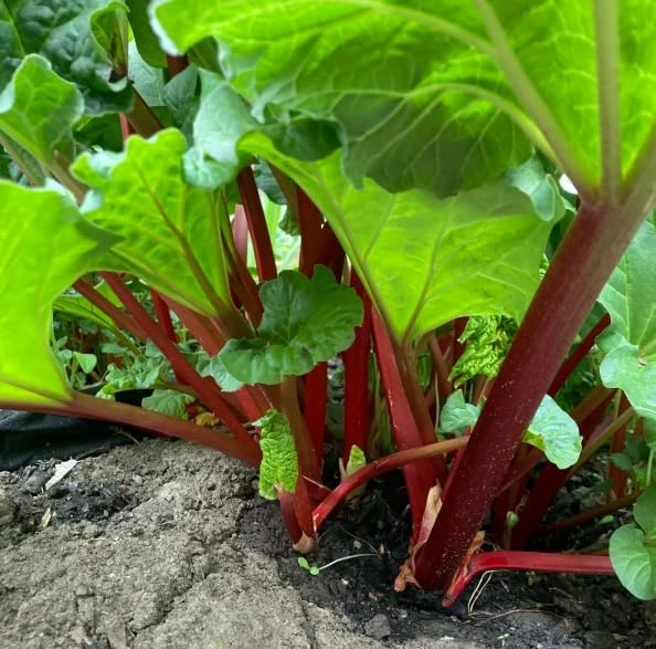 Rhubarb Crowns for Planting - 5 Large Heirloom Plants with Raspberry-Red Stalks, 5-7 Inch Roots - Image 5