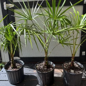 Ribbon Palm Live Plant – 3 Gallon Livistona Decipiens – Cold Hardy Outdoor Fan Palm - Image 3