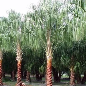 Ribbon Palm Live Plant – 3 Gallon Livistona Decipiens – Cold Hardy Outdoor Fan Palm - Image 4
