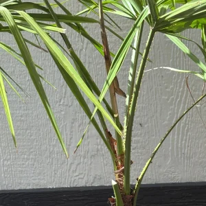Ribbon Palm Live Plant – 3 Gallon Livistona Decipiens – Cold Hardy Outdoor Fan Palm - Image 5