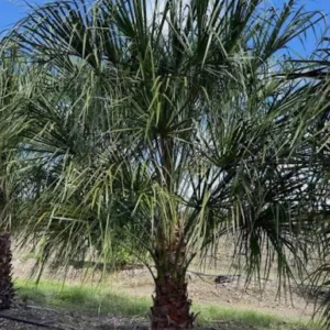 Ribbon Palm Live Plant – 3 Gallon Livistona Decipiens – Cold Hardy Outdoor Fan Palm - Image 1