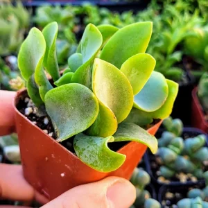 Ripple Jade Live Plant - Crassula Undulatifolia Succulent in 2 inch Pot - Image 2