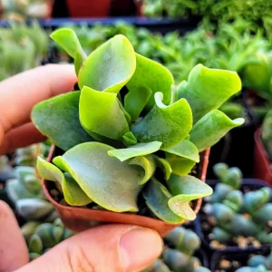 Ripple Jade Live Plant - Crassula Undulatifolia Succulent in 2 inch Pot - Image 3