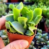 Ripple Jade Live Plant - Crassula Undulatifolia Succulent in 2 inch Pot - Image 1
