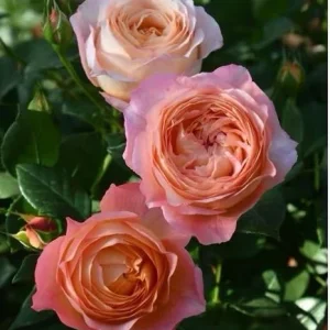 Robin Rose Live Plant - Fragrant Orange Apricot Shrub Rose - 120-150 cm Tall - Outdoor - Image 2
