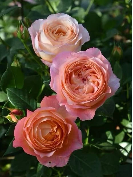 Robin Rose Live Plant - Fragrant Orange Apricot Shrub Rose - 120-150 cm Tall - Outdoor - Image 2