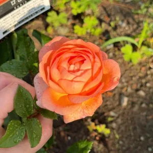 Robin Rose Live Plant - Fragrant Orange Apricot Shrub Rose - 120-150 cm Tall - Outdoor - Image 3