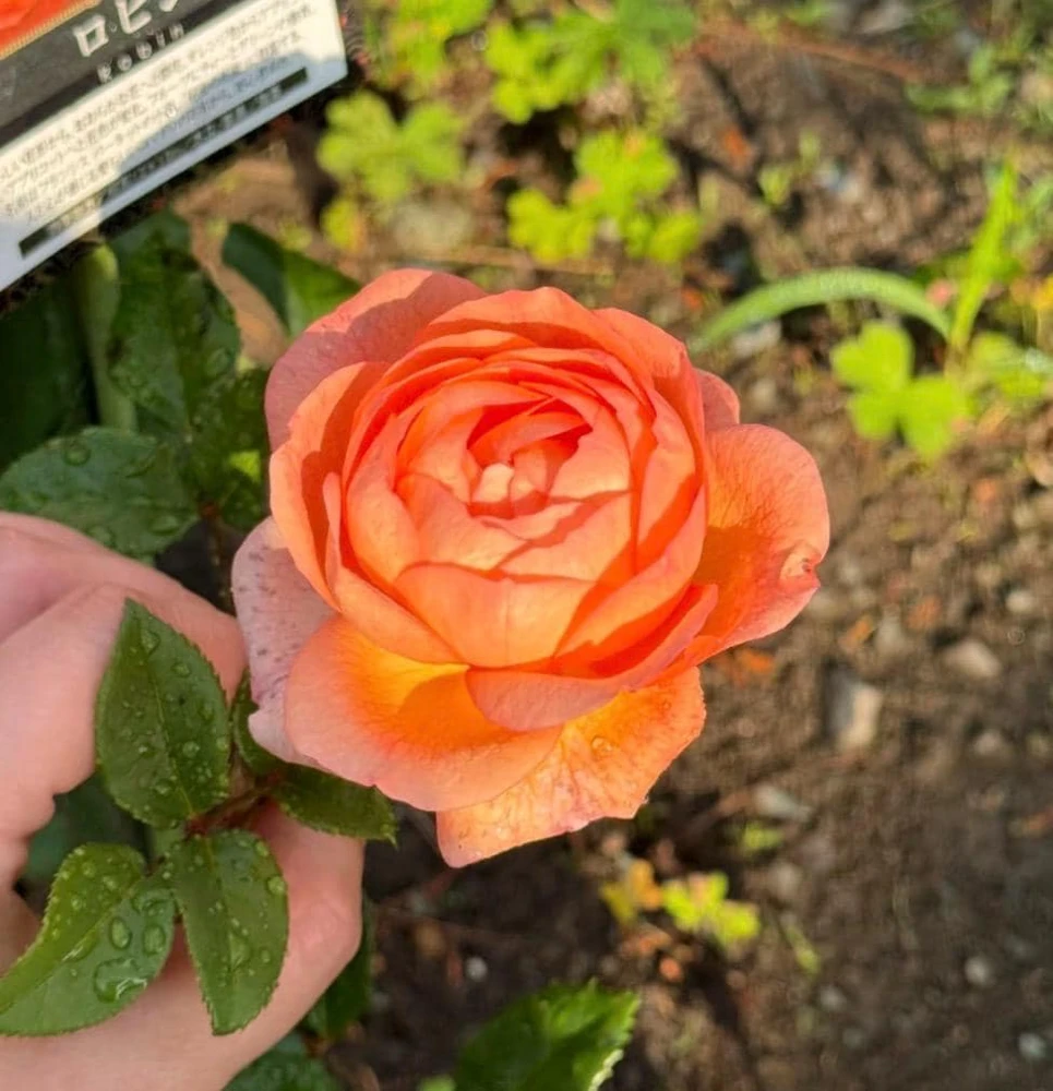 Robin Rose Live Plant - Fragrant Orange Apricot Shrub Rose - 120-150 cm Tall - Outdoor - Image 3